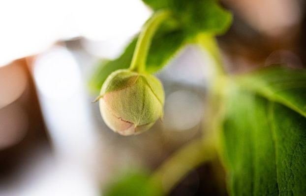 たまあじさい等：ほうれん坊でお出迎えする花