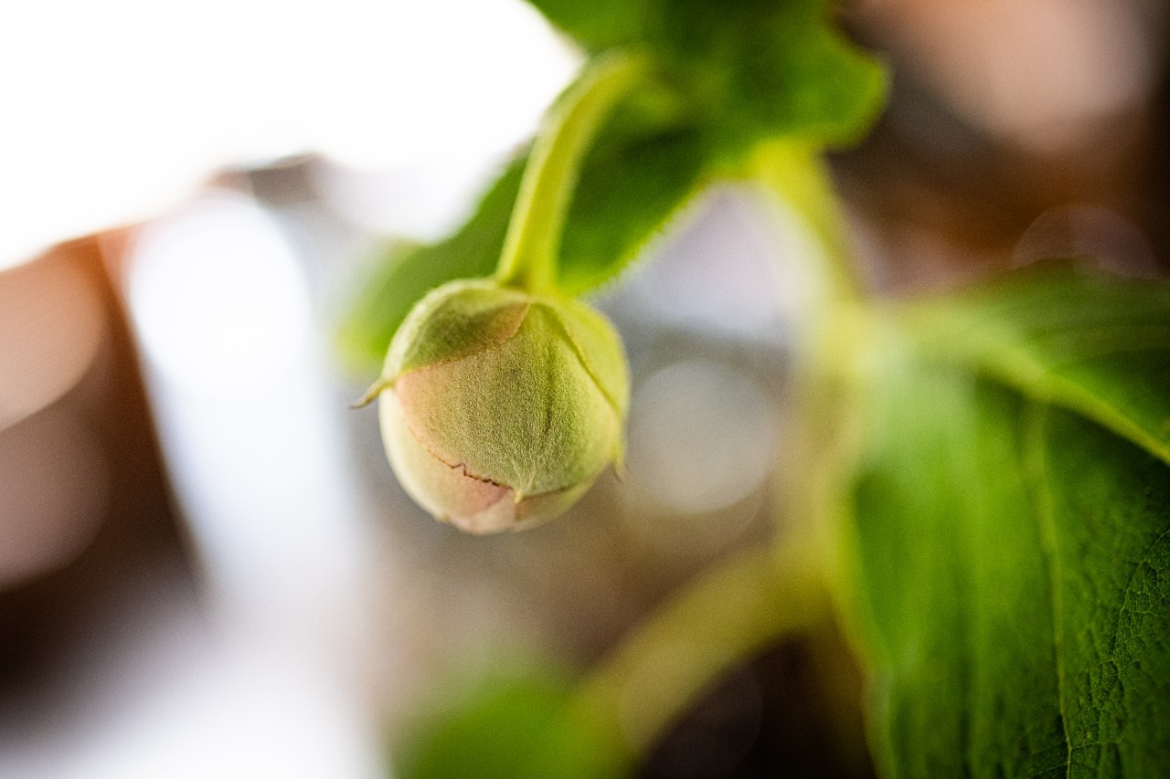 たまあじさい等：ほうれん坊でお出迎えする花