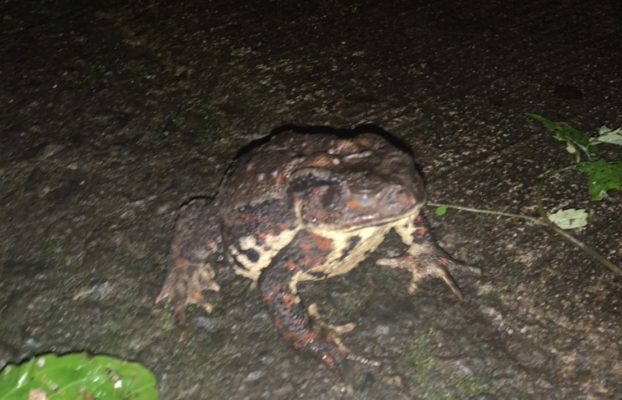 ごっとんべえ（デッカイ蛙）：キャンプ場で出会う生き物