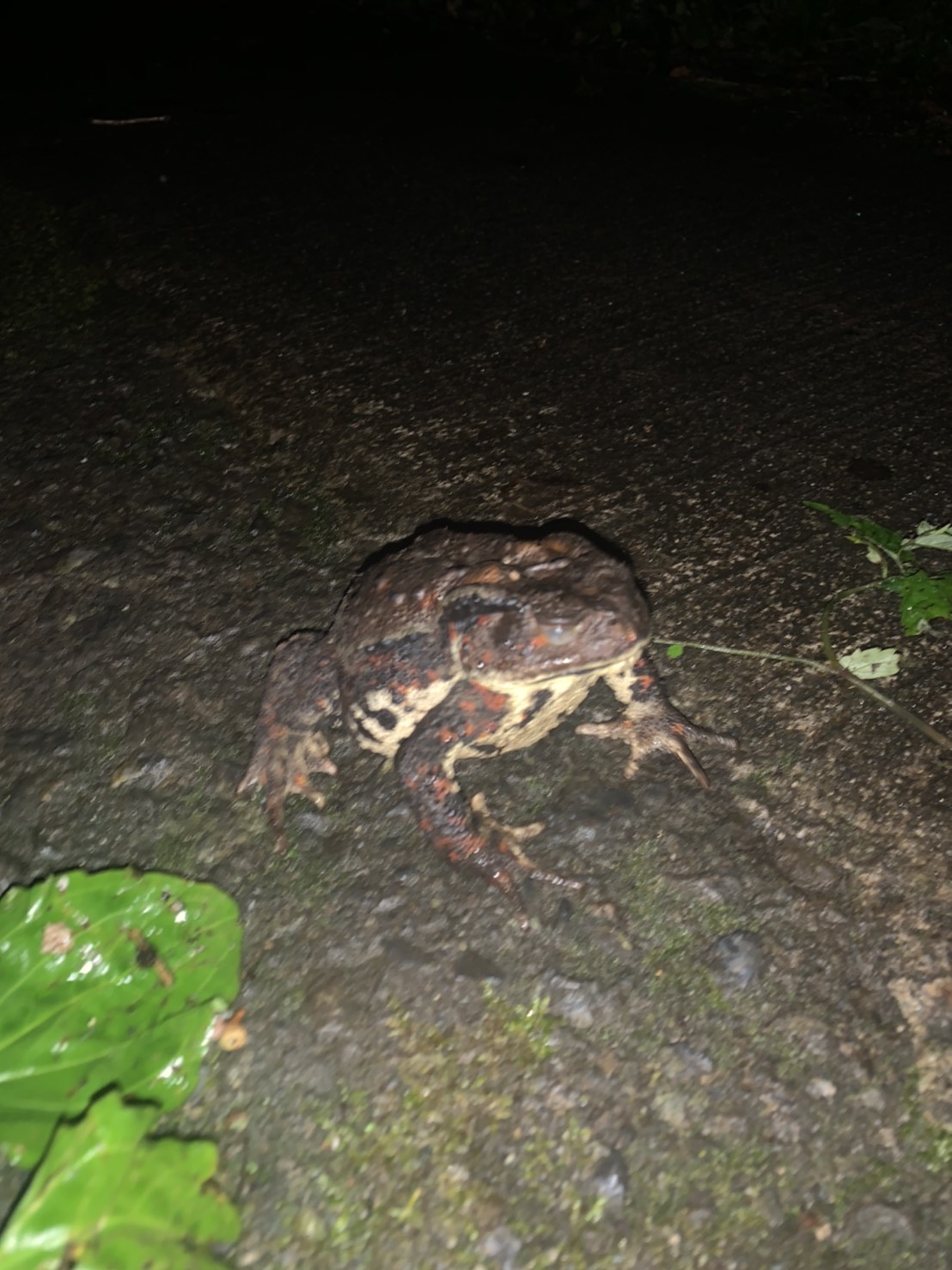 ごっとんべえ（デッカイ蛙）：キャンプ場で出会う生き物