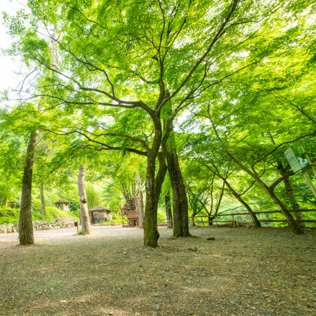 ほうれん坊の森キャンプ場 小菅村 東部森林公園 奥多摩の先 多摩源流域の小菅村に所在する ほうれん坊の森キャンプ場 は キャビン バンガロー テントで宿泊できるファミリーキャンプ場です ハイキング 釣りや川遊び q バーベキュー などのアウトドア
